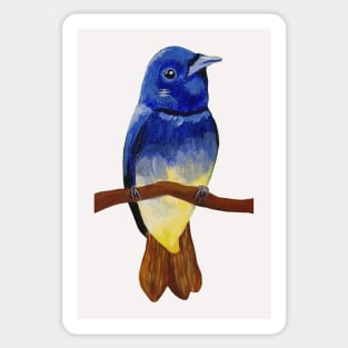 Black-naped monarch Sticker